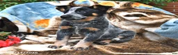 Australian Cattle Dog dogs for sale: Hazel - Ad 4