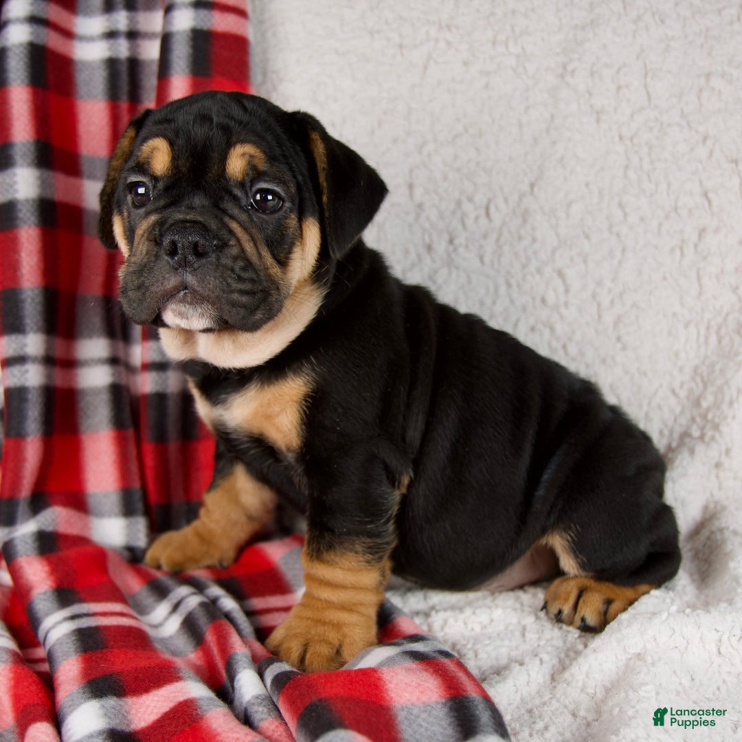 Mixed Breed dogs for sale: Jackson  - Ad 2