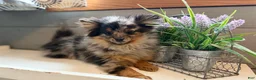 Pomeranian dogs for sale: River - Ad 3