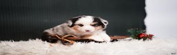 Miniature Australian Shepherd dogs for sale: Drew - Ad 6