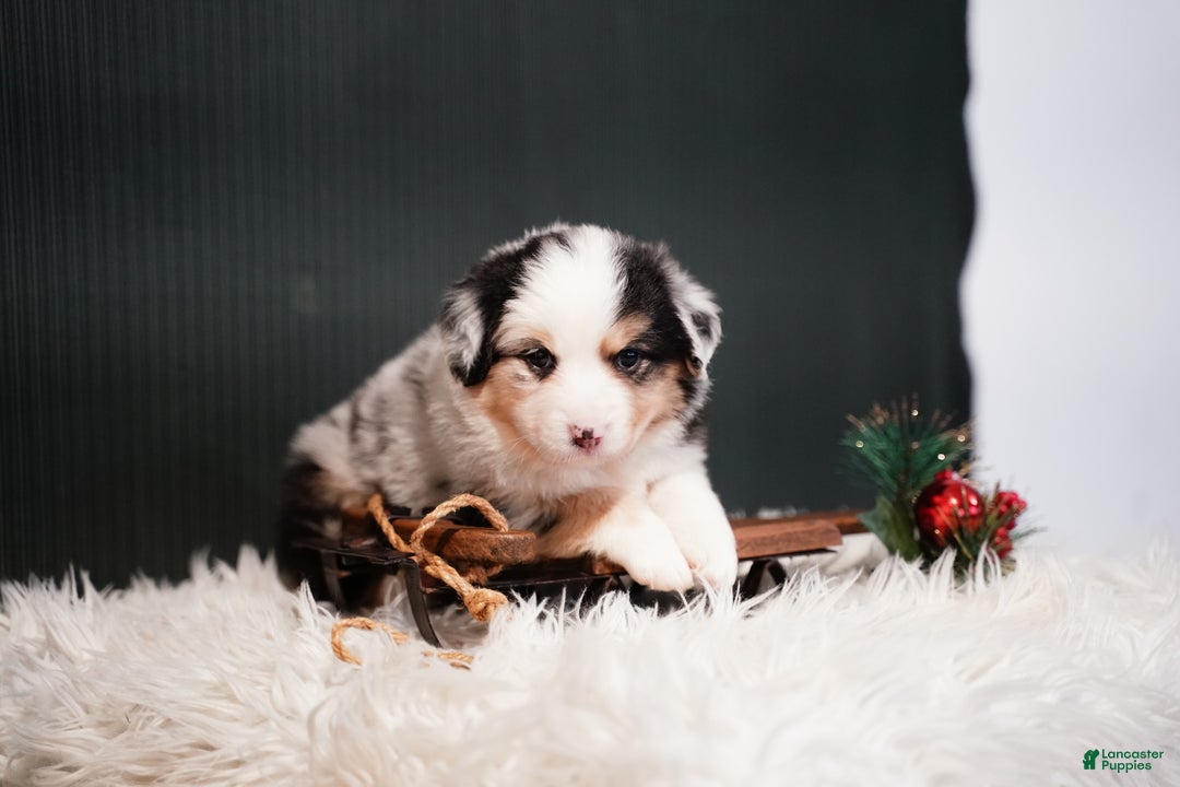 Miniature Australian Shepherd dogs for sale: Drew - Ad 6