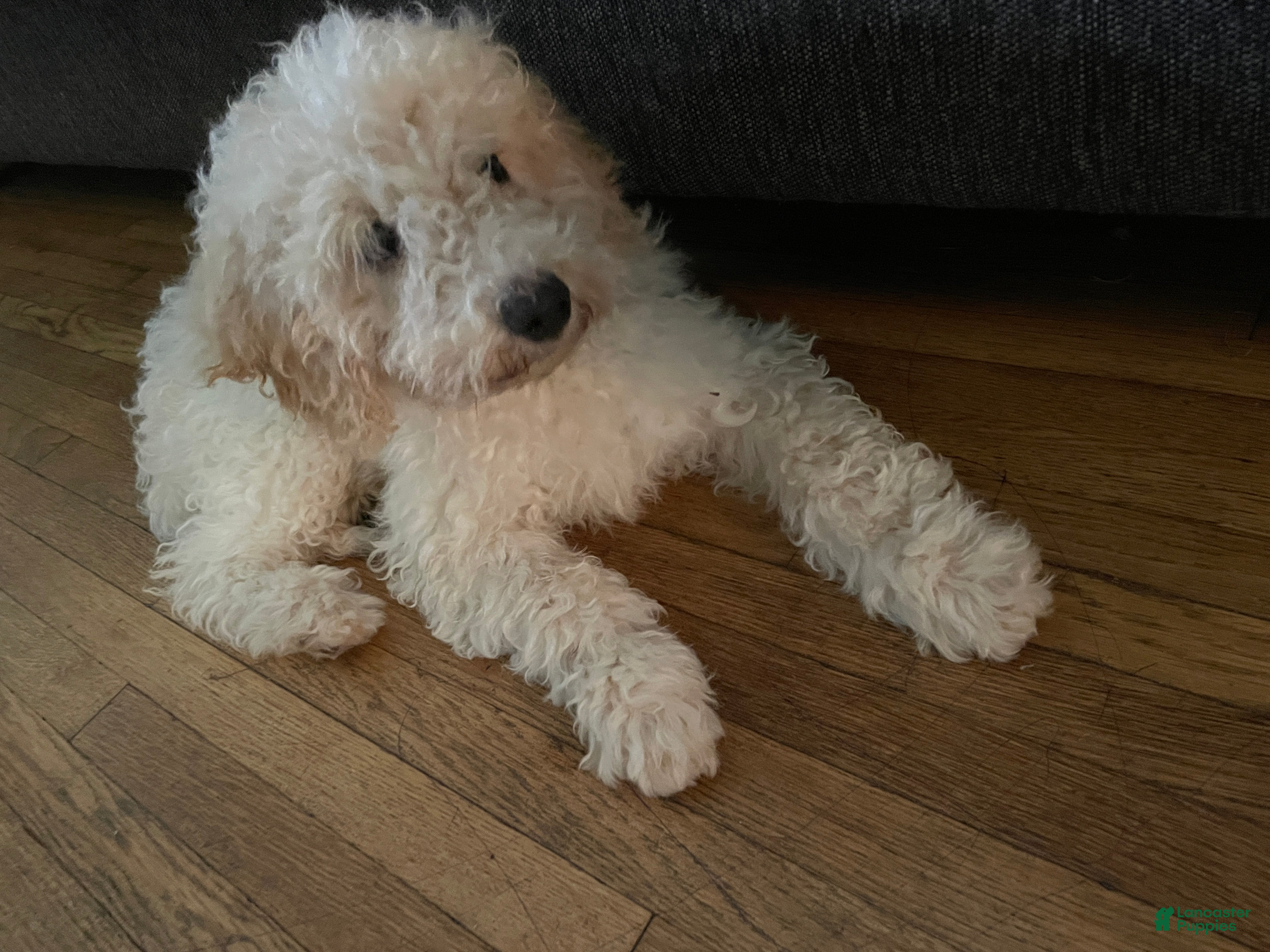 Mini Aussiedoodle dogs Cream - Ad 1