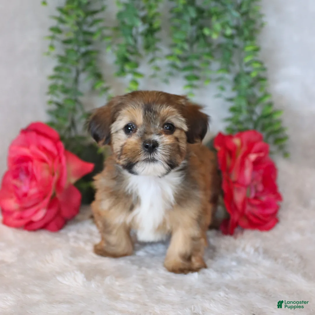 Shorkie dogs for sale: Luke - Ad 2