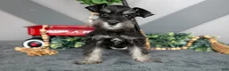 Miniature Schnauzer dogs for sale: Spice - Ad 1