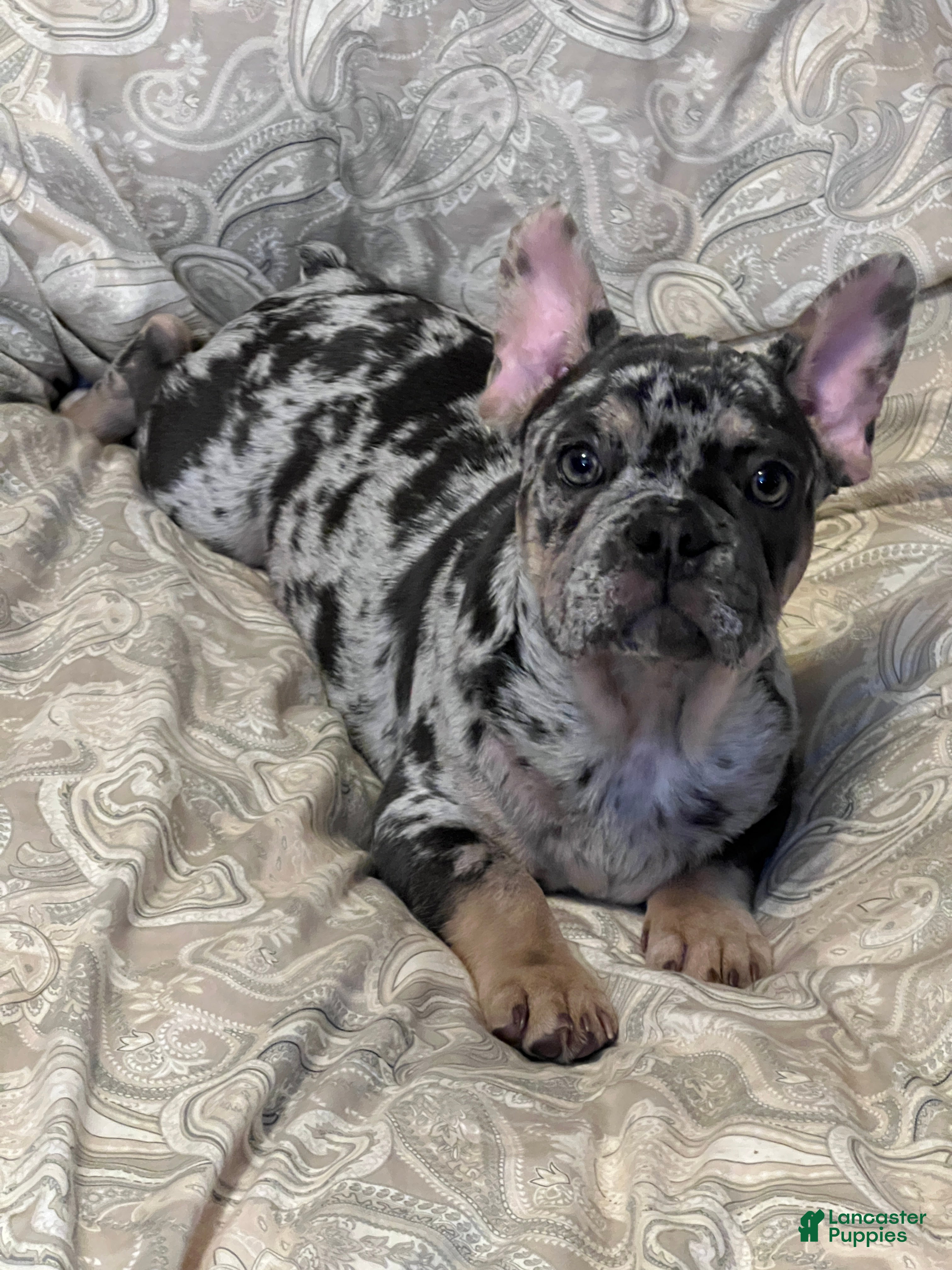 French Bulldog dogs El Capone - Ad 1