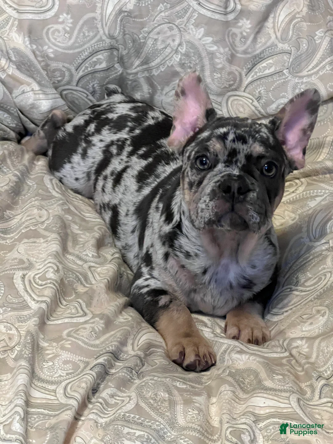 French Bulldog dogs for sale: El Capone - Ad 1