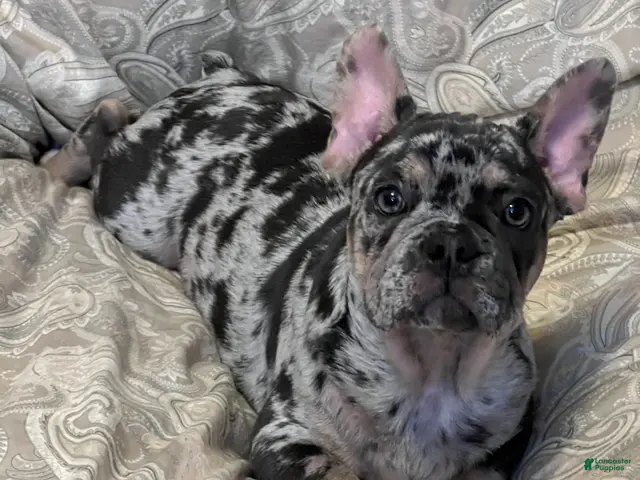 French Bulldog dogs for sale: El Capone - Ad 1