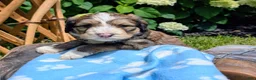 Bernedoodle dogs for sale: YOSHI - Ad 4