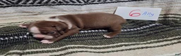 Boston Terrier dogs for sale: Ally Boston Terrier 6 - Ad 4