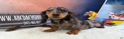 Miniature Dachshund dogs for sale: Polish/Russian Dapple AKC - Ad 10