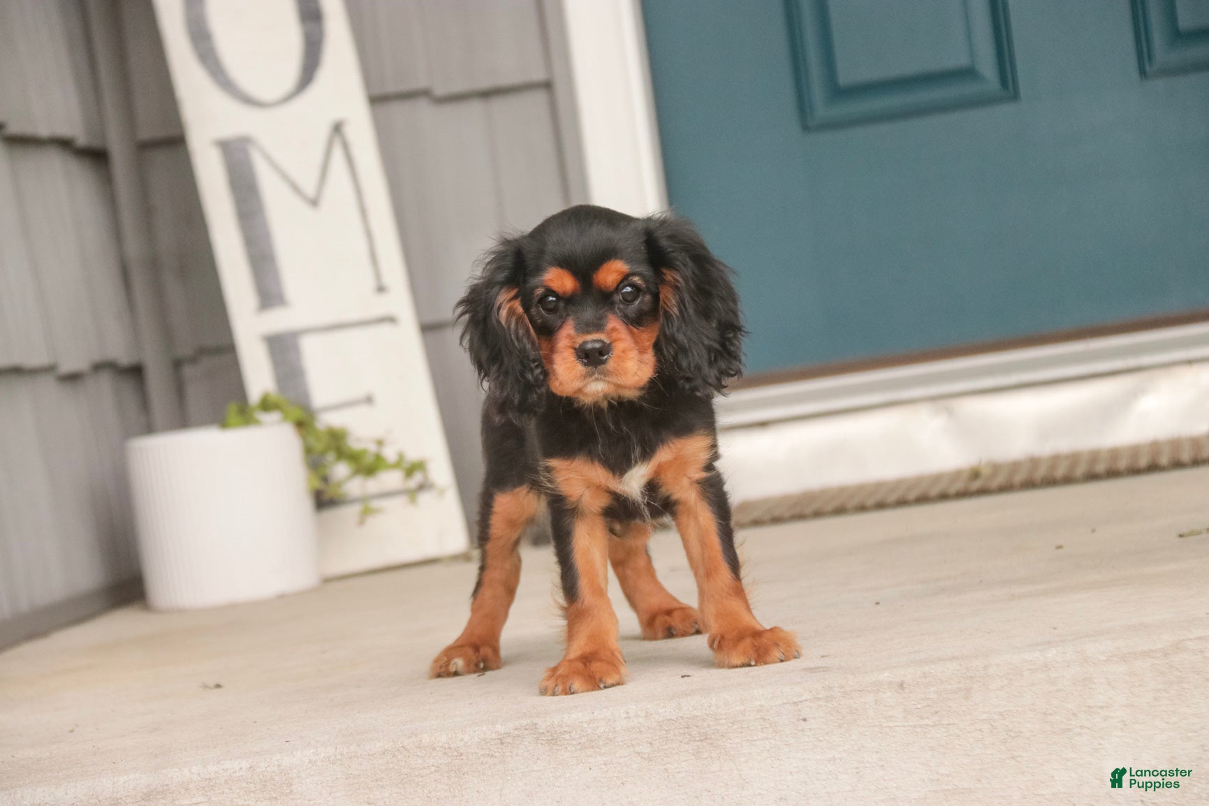 Cavalier King Charles Spaniel dogs Leroy Cavalier King Charles Spaniel  - Ad 2