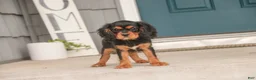 Cavalier King Charles Spaniel dogs for sale: Leroy Cavalier King Charles Spaniel  - Ad 2