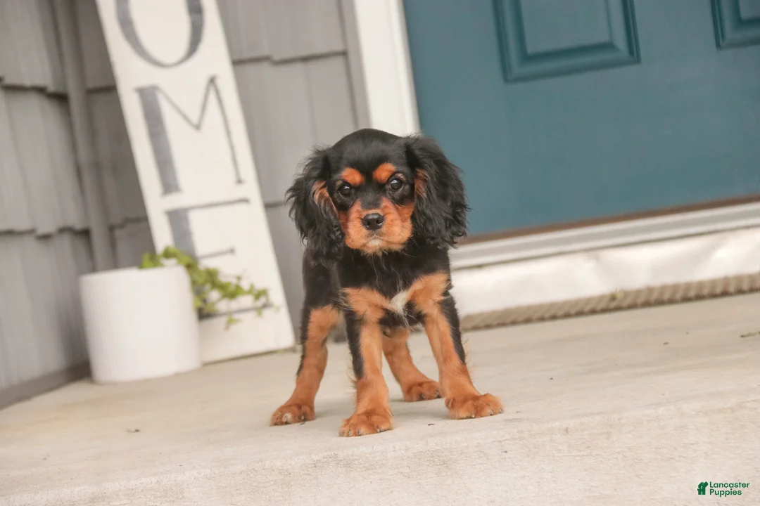 Cavalier King Charles Spaniel dogs for sale: Leroy Cavalier King Charles Spaniel  - Ad 2