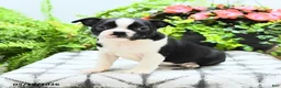 Boston Terrier dogs for sale: Lisa - Ad 5