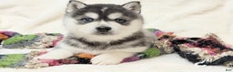 Alaskan Klee Kai dogs for sale: Pudge - Ad 1