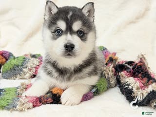 Alaskan Klee Kai dogs Pudge - Ad 20