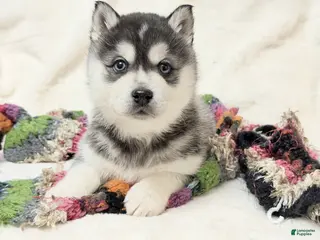 Alaskan Klee Kai dogs Pudge - Ad 2