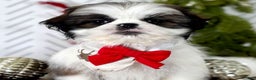 Shih Tzu dogs for sale: Cedar - Ad 4