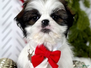 Shih Tzu dogs Cedar - Ad 27
