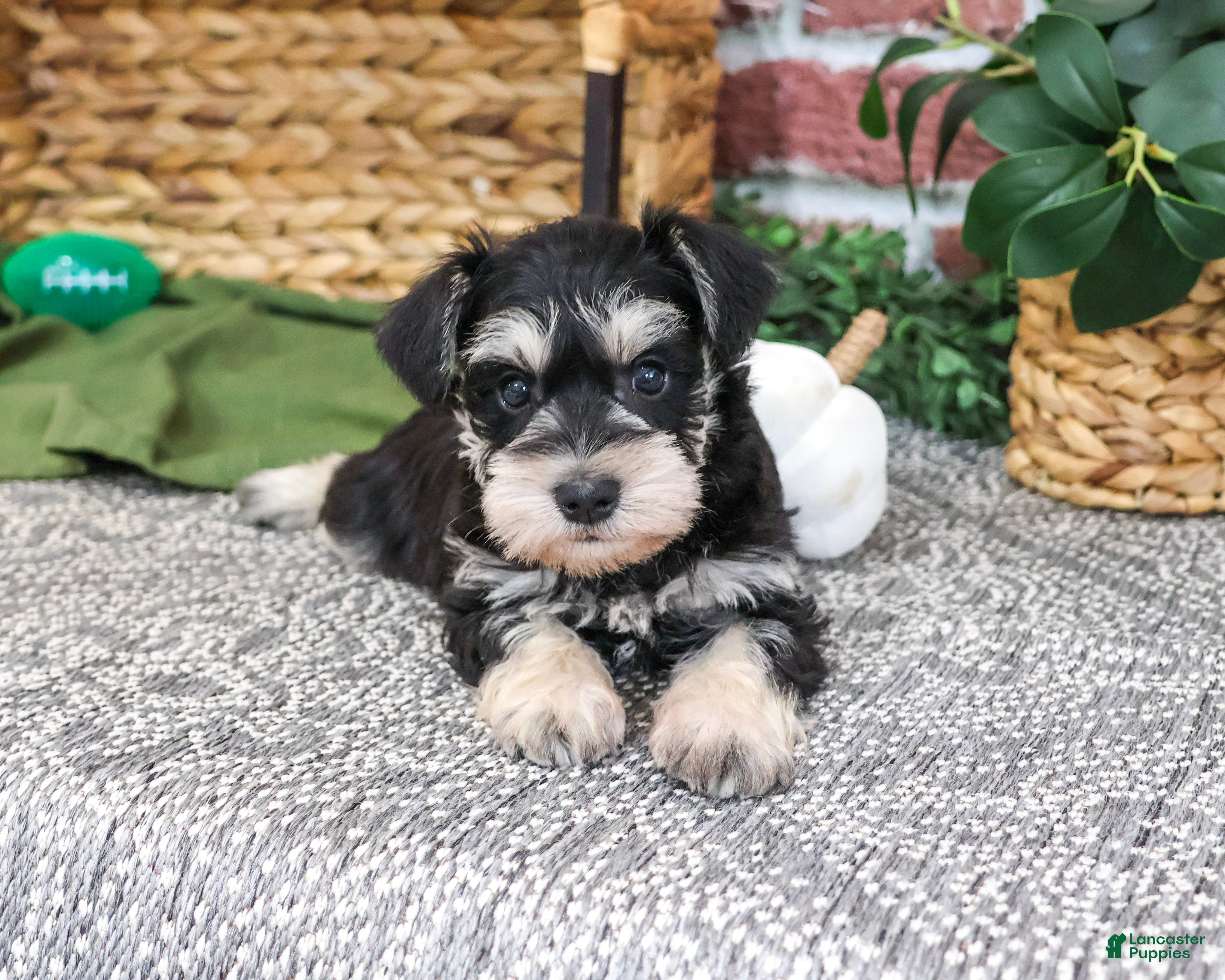 Miniature Schnauzer dogs for sale: Ethan - Ad 1