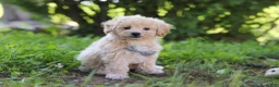 Bichpoo dogs for sale: Scooter - Ad 4