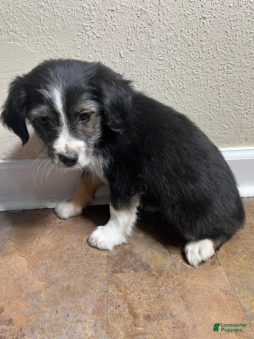 Mixed Breed dogs for sale: Kaylee - Ad 2