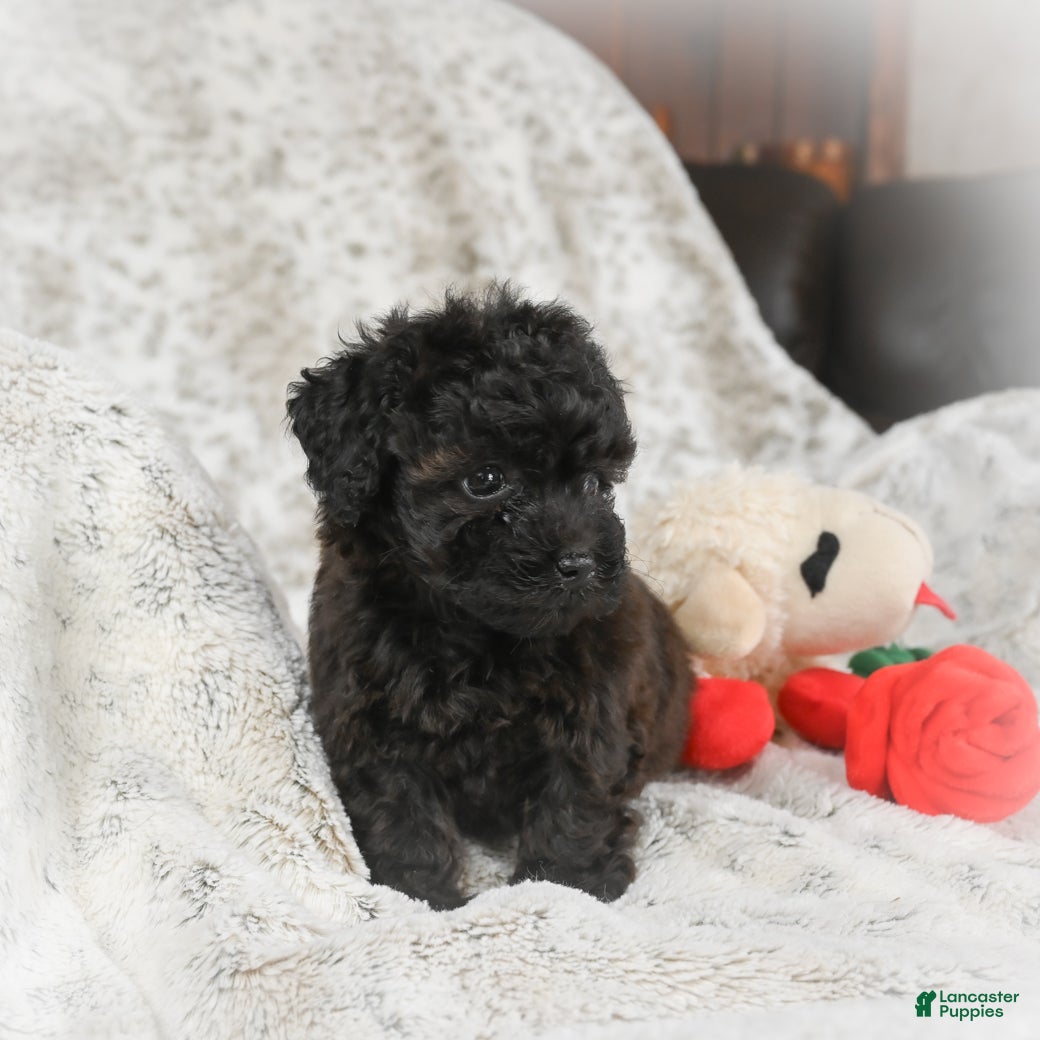 Cavapoo dogs Tulip - Ad 2