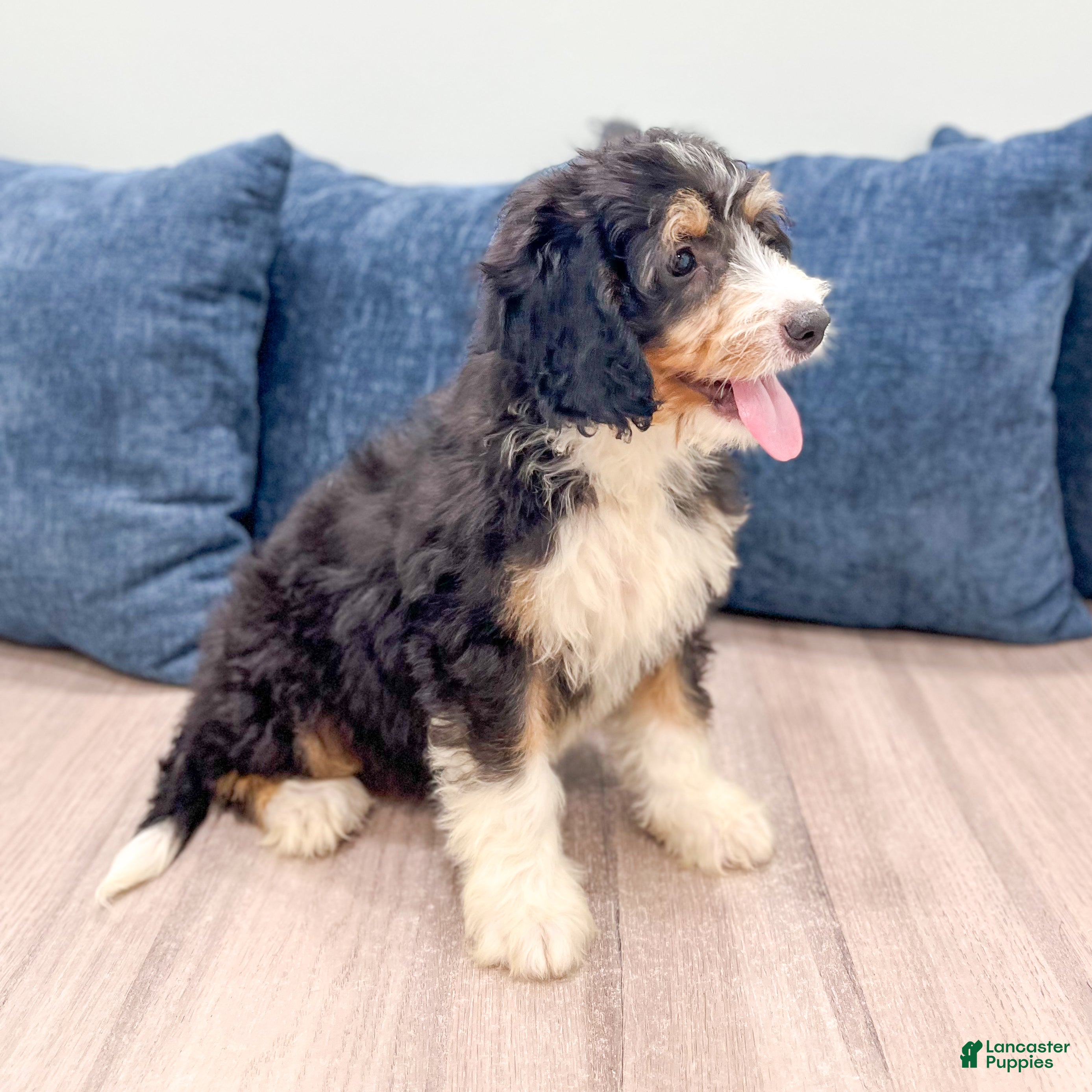 Mini Bernedoodle dogs Abby - New Video - Ad 2