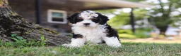 Mini Bernedoodle dogs for sale: Chloe - Ad 3