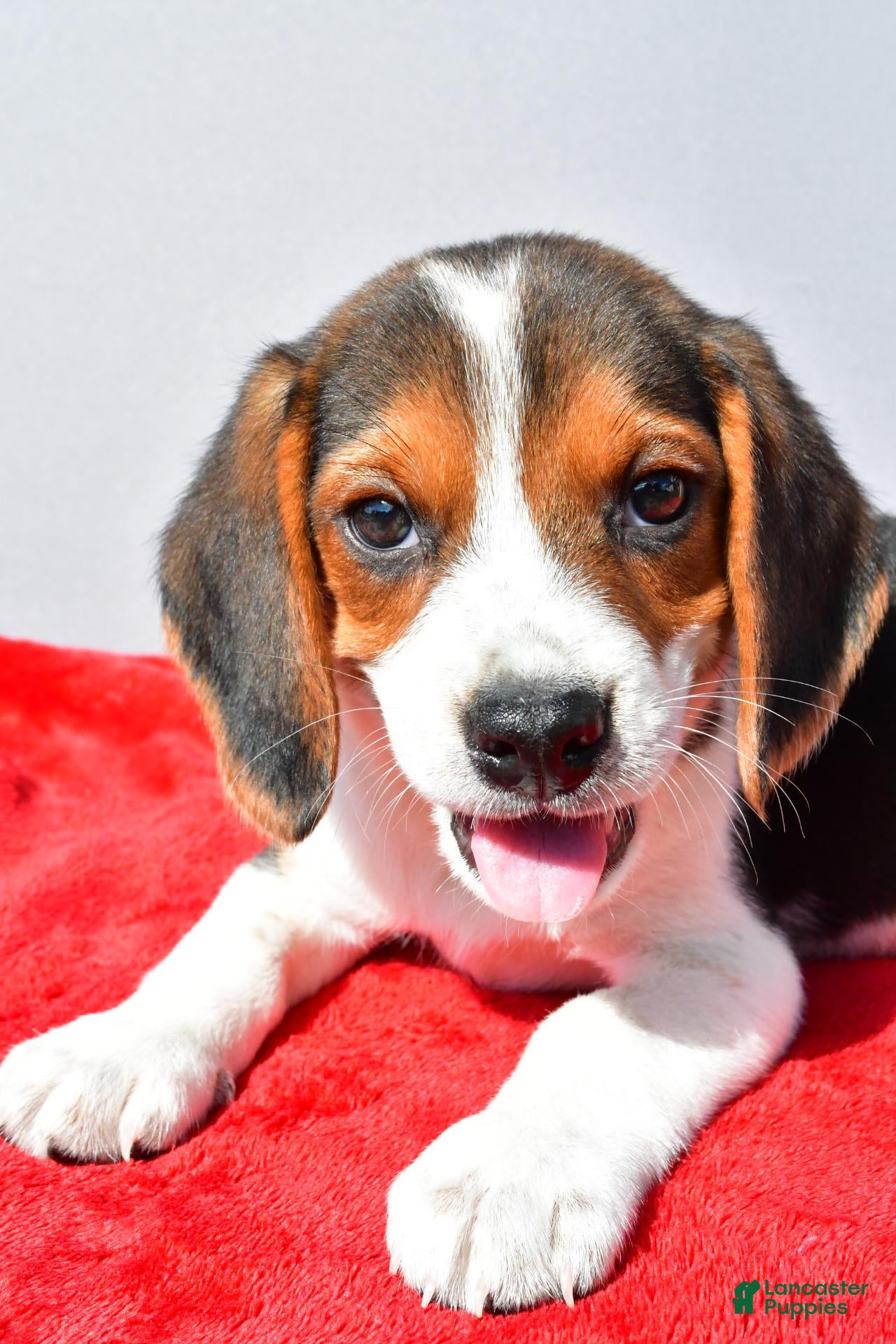 Beagle dogs Duke - Ad 2