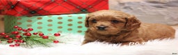 Cavapoo dogs for sale: Parker - Ad 7