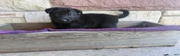 German Shepherd dogs for sale: Gwen - Ad 14