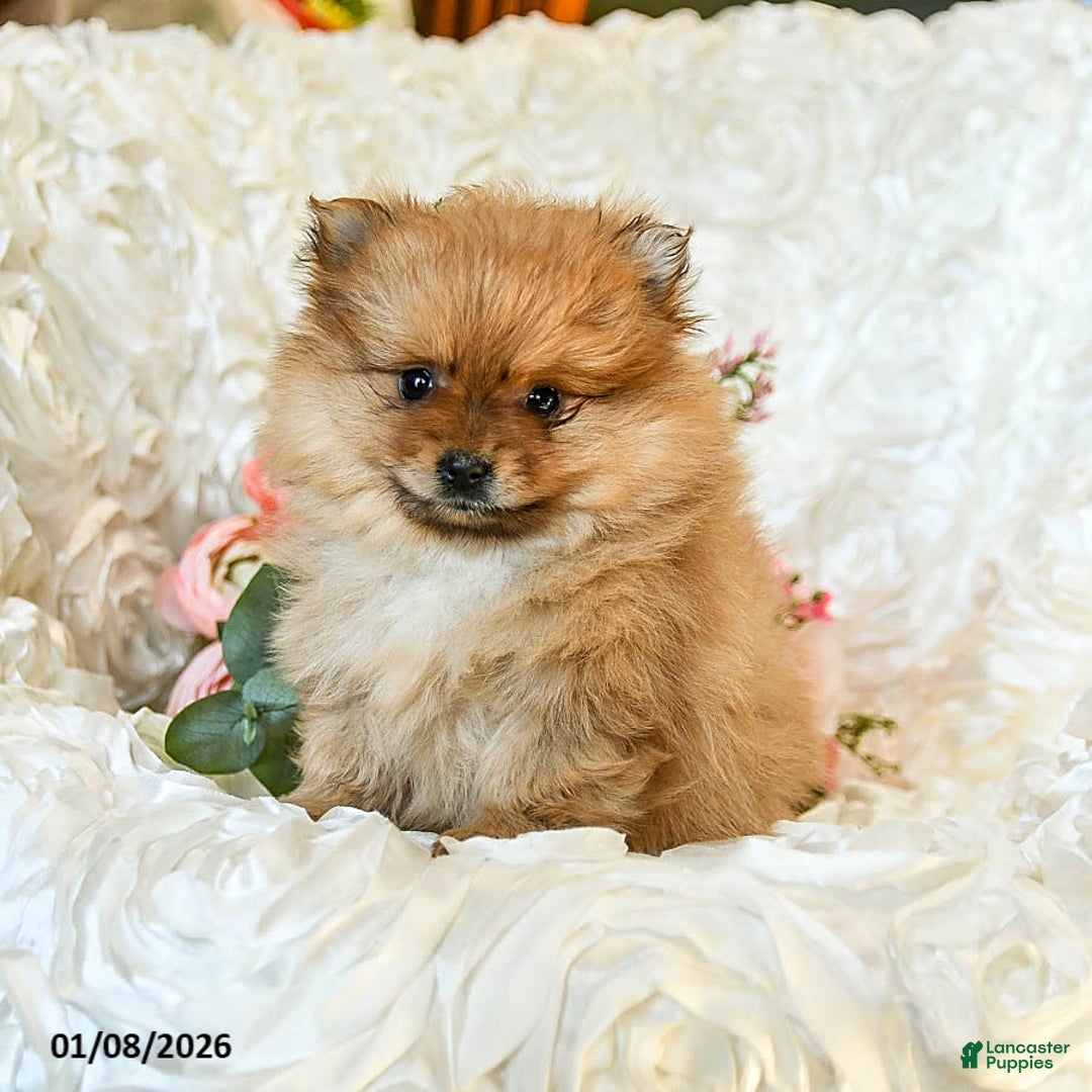 Pomeranian dogs for sale: Rain - Ad 2