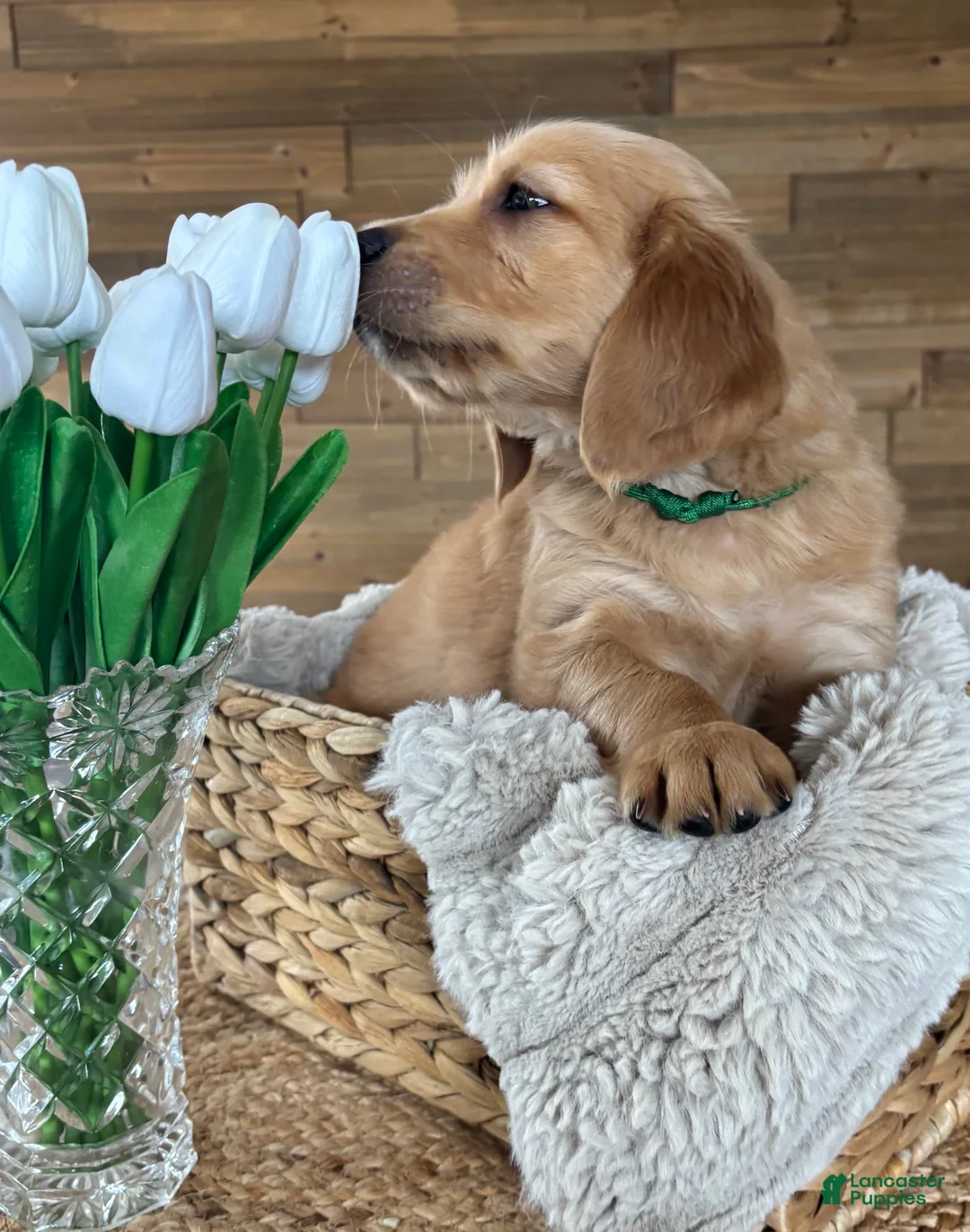 Golden Retriever dogs for sale: Golden Retriever Puppy 1 "GREEN" - Ad 2