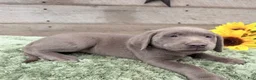 Labrador Retriever dogs for sale: Silver sissy - Ad 3
