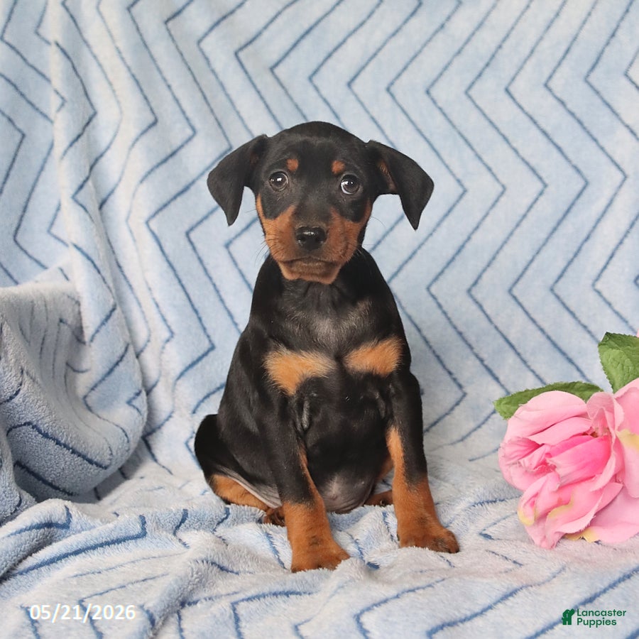 Miniature Pinscher dogs Porter - Ad 1