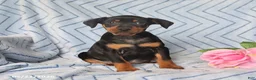 Miniature Pinscher dogs for sale: Porter - Ad 1