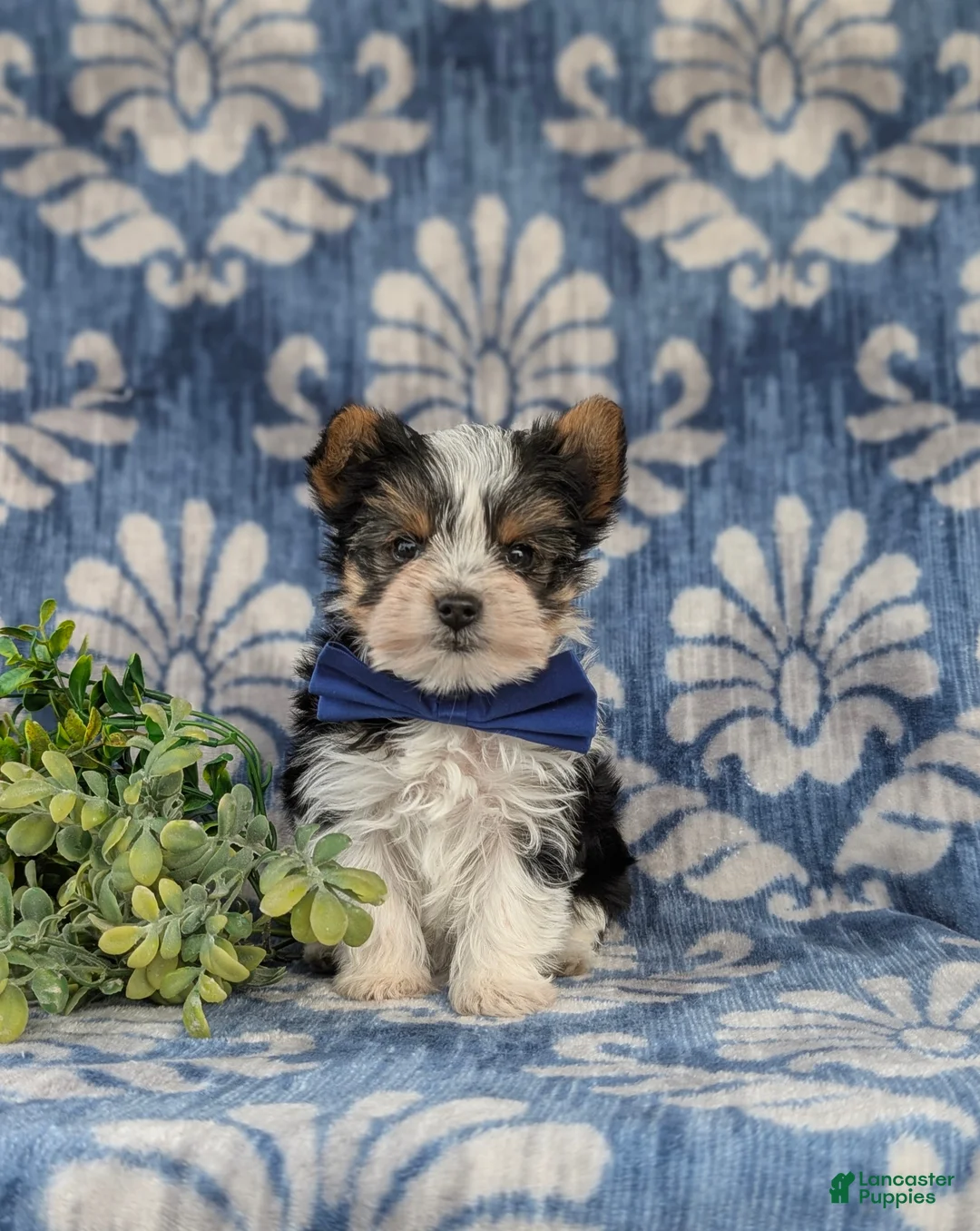 Yorkshire Terrier dogs for sale: Jax 4.5 lbs Full Grown - Ad 2