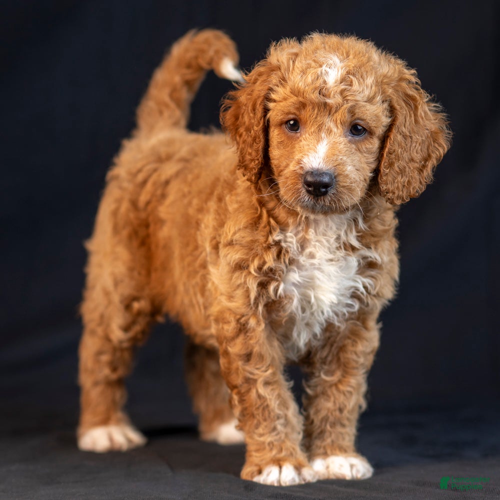 Mini Goldendoodle dogs Mira - Ad 1