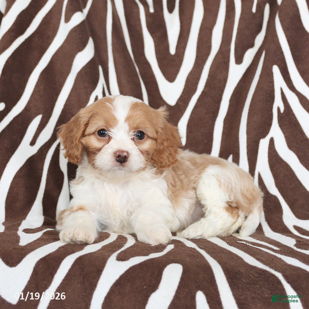 Cavapoo dogs for sale: Scooter - Ad 2