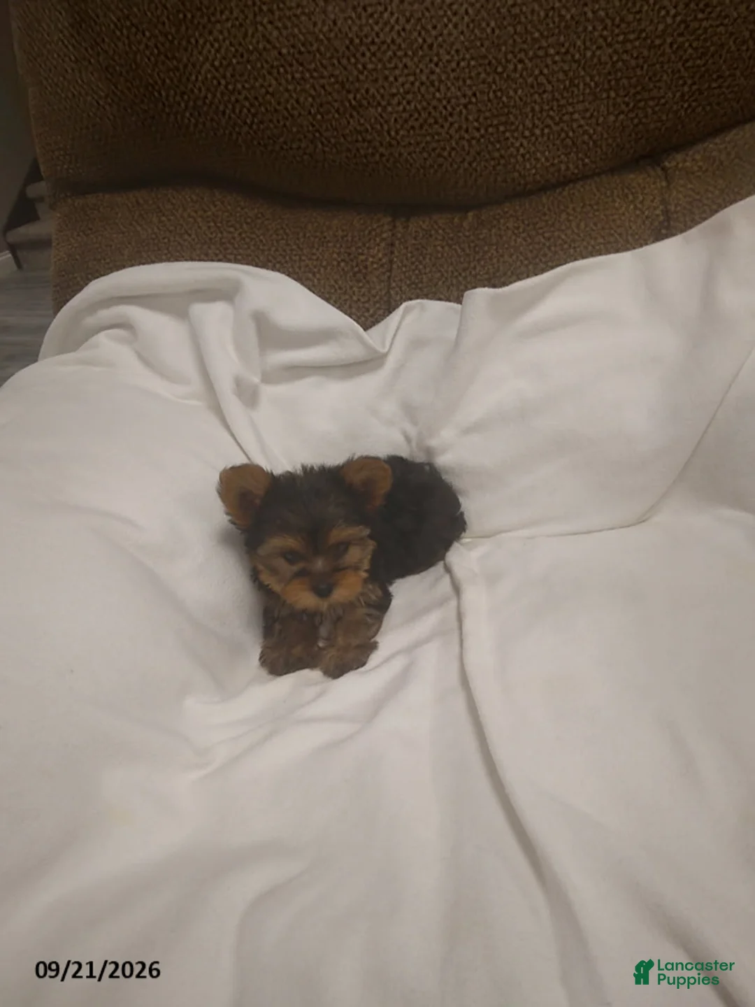 Yorkshire Terrier dogs for sale: Teddy - Ad 3