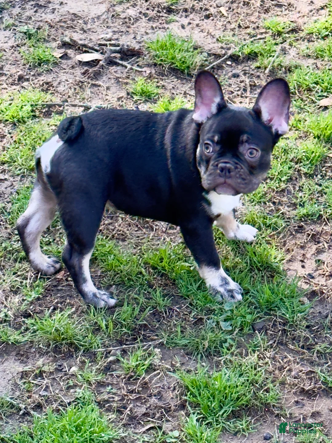 French Bulldog dogs for sale: Goose - Ad 2