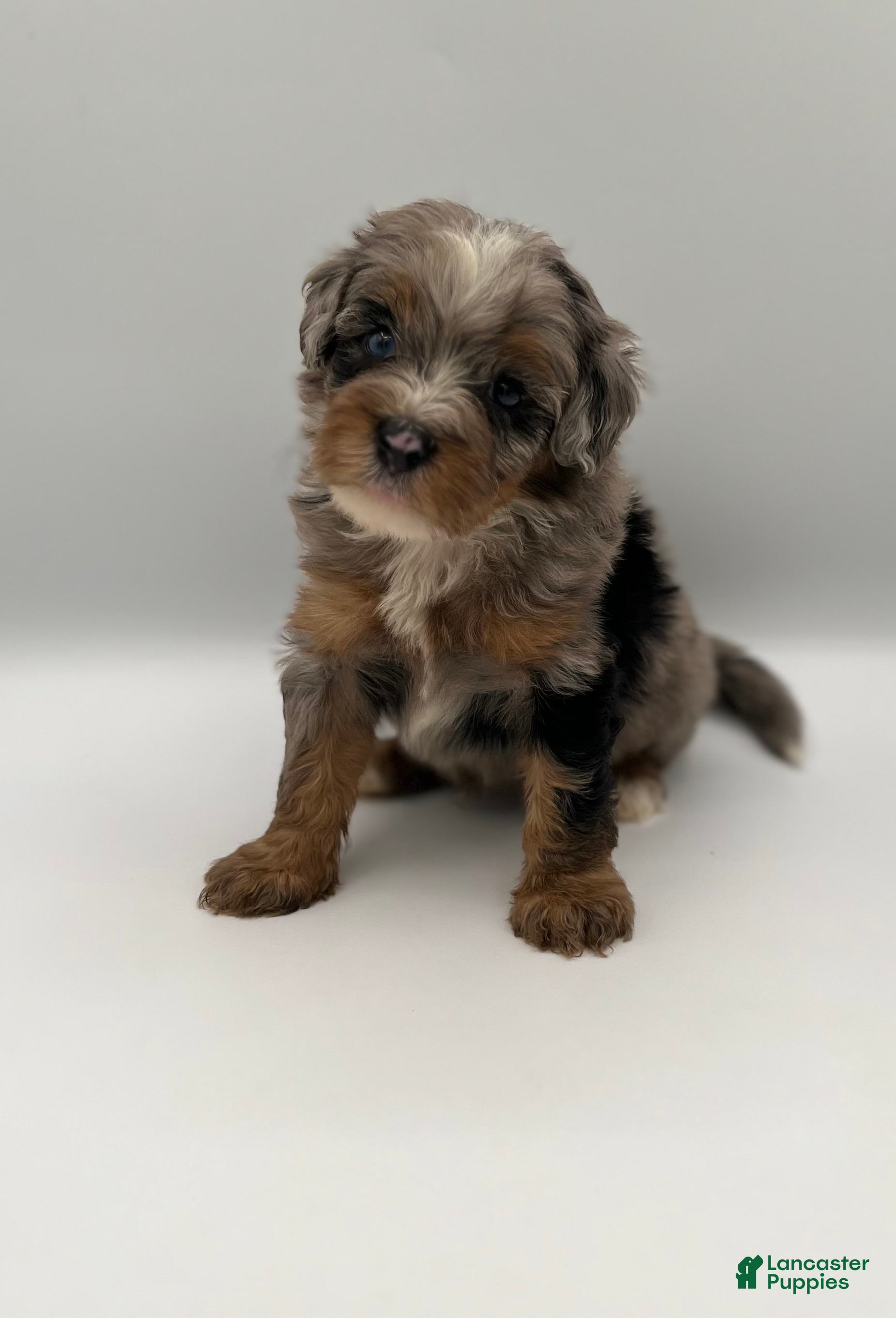 Bernedoodle dogs Bodie - Ad 1