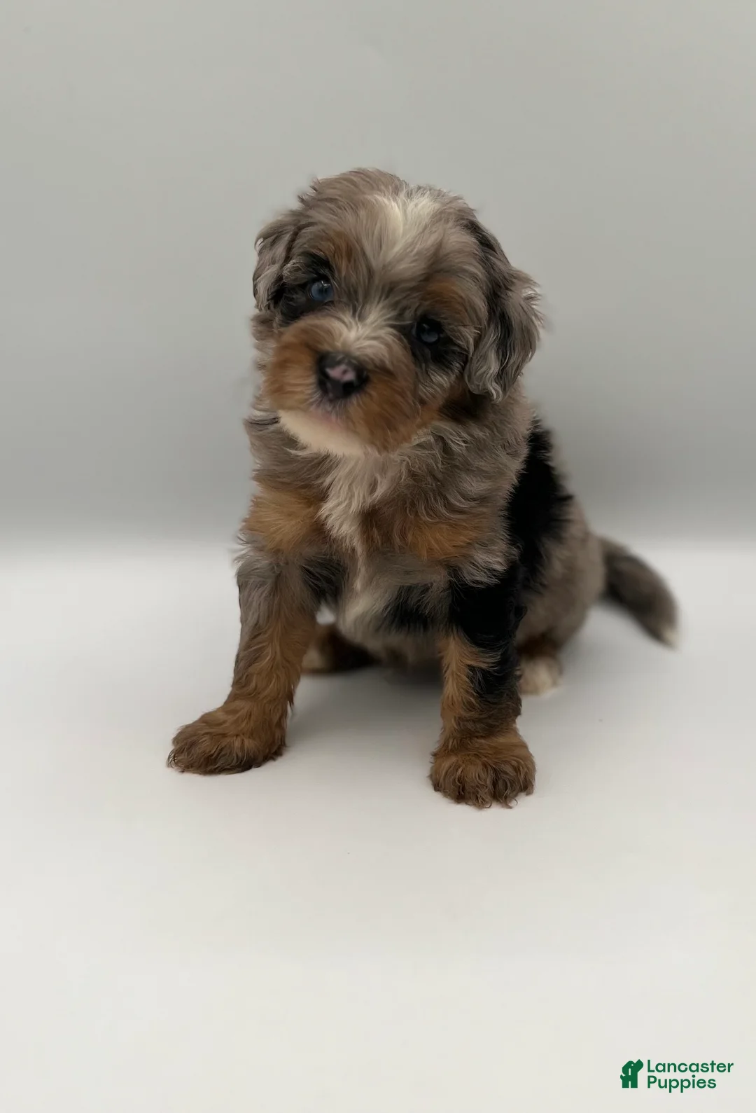 Bernedoodle dogs for sale: Bodie - Ad 1