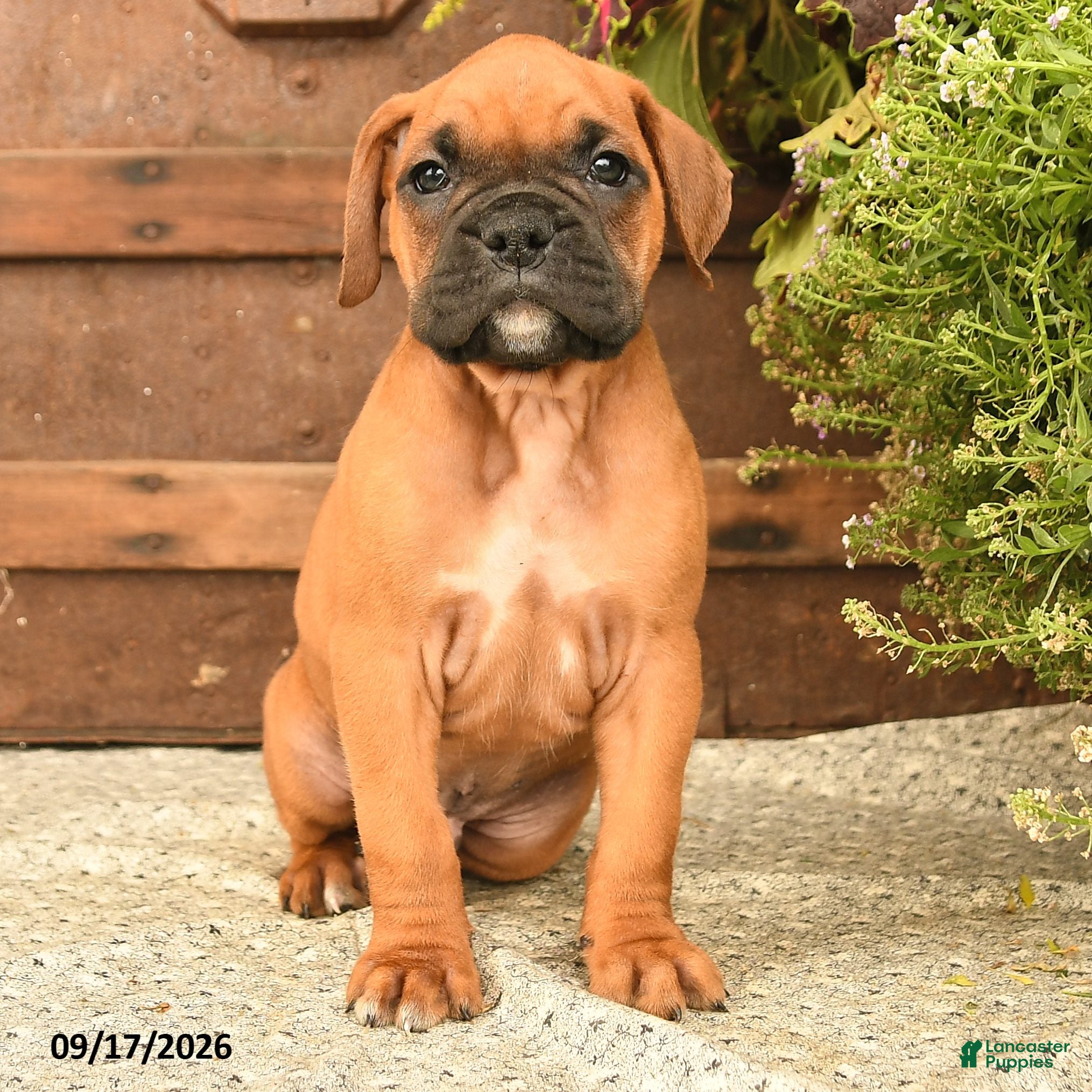 Boxer dogs Booker - Ad 2