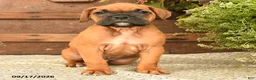 Boxer dogs for sale: Booker - Ad 2