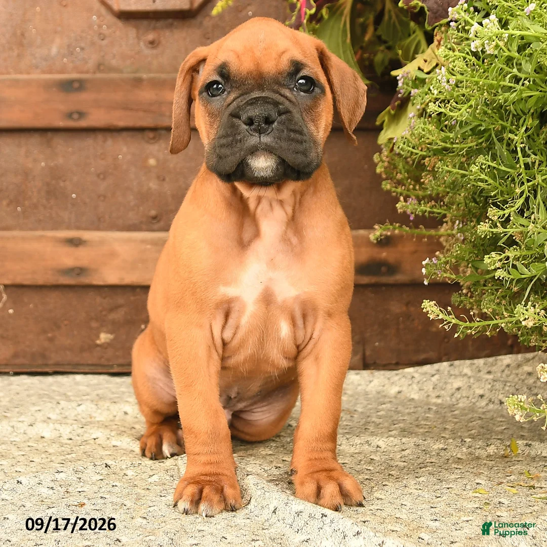 Boxer dogs for sale: Booker - Ad 2