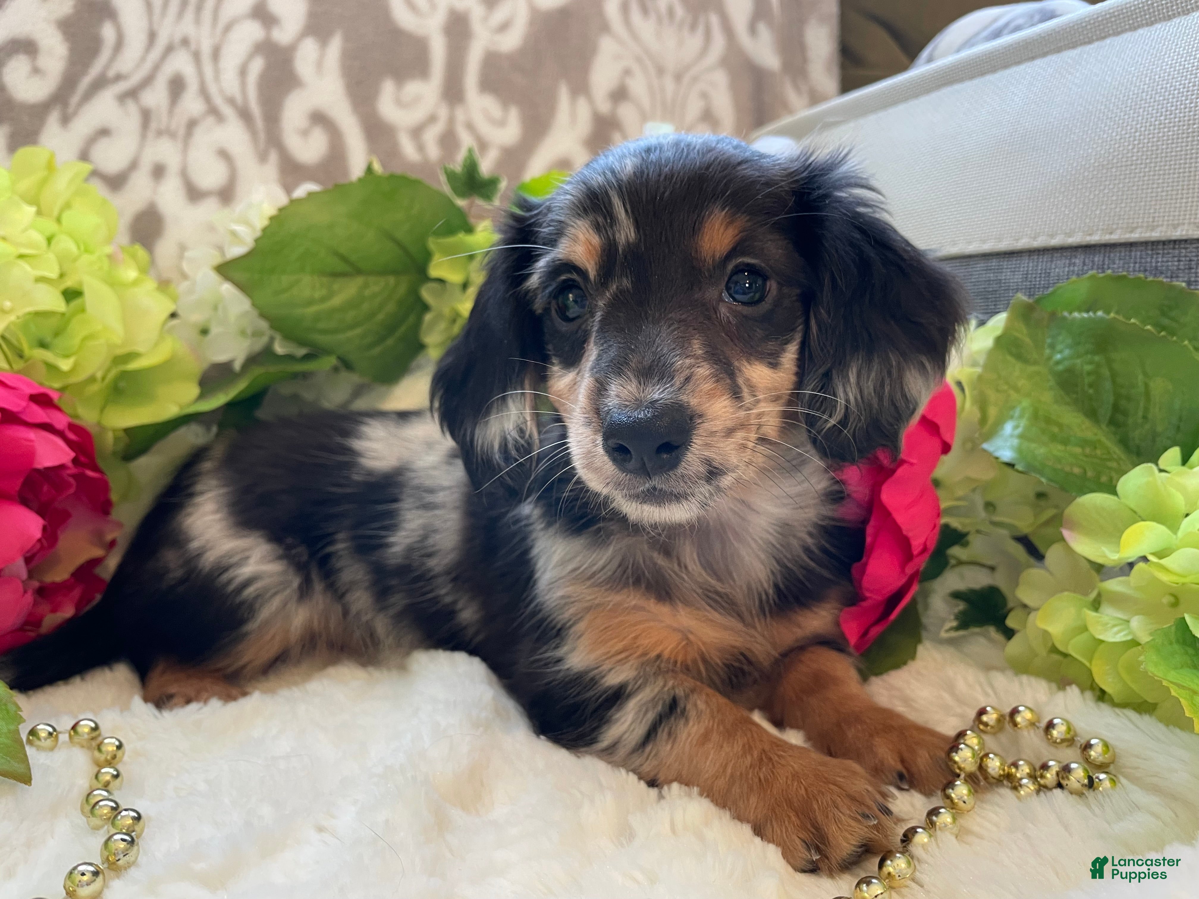 Miniature Dachshund dogs Lilly - Ad 1