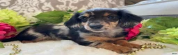 Miniature Dachshund dogs for sale: Lilly - Ad 1