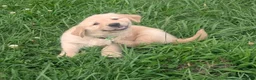 Golden Retriever dogs for sale: Finn - Ad 3